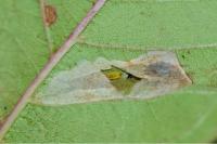 Phyllonorycter
