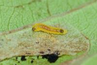 Phyllonorycter