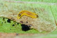 Phyllonorycter