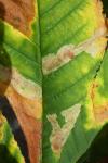 Cameraria ohridella
