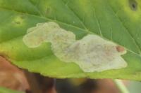 Cameraria ohridella