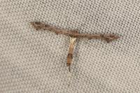 Lantanophaga pusillidactyla