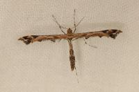Amblyptilia acanthadactyla