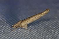 Zelleria oleastrella
