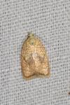 Acleris forsskaleana
