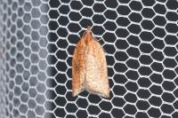 Acleris rhombana