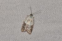 Acleris variegana
