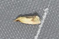 Agapeta hamana