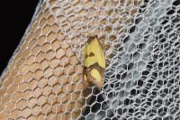 Agapeta zoegana