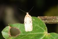 Agonopterix arenella
