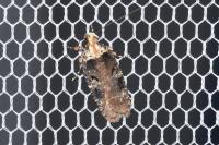 Agonopterix liturosa