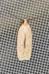 Agonopterix pallorella