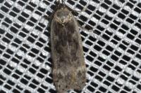 Anacampsis blattariella/populella