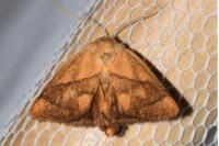 Apoda limacodes