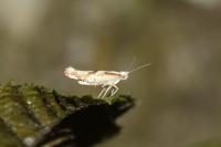 Argyresthia bonnetella