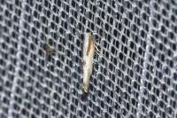 Argyresthia bonnetella