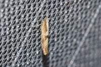 Argyresthia pruniella