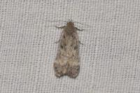 Bryotropha