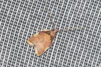 Carcina quercana