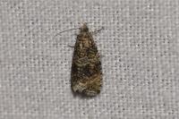 Celypha lacunana