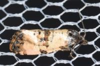 Cochylichroa atricapitana