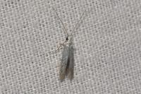 Coleophora