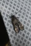 Dichomeris alacella