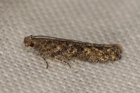 Tuta absoluta