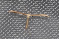 Emmelina monodactyla