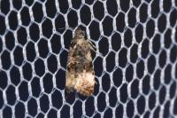 Endothenia gr. gentianaeana