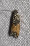 Epinotia nisella/cinereana