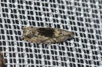 Epinotia nisella/cinereana