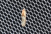 Eucosma gr. cana