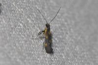 Euspilapteryx auroguttella