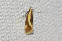 Harpella forficella