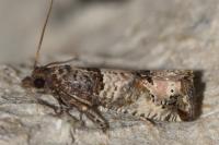 Notocelia incarnatana