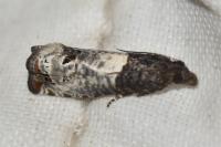 Notocelia roborana