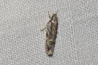 Psoricoptera gibbosella