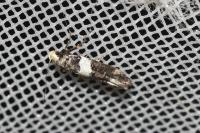 Recurvaria leucatella