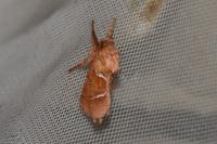 Triodia sylvina