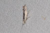 Ypsolopha scabrella