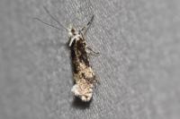 Ypsolopha sequella