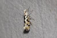 Ypsolopha sequella