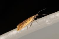 Dichomeris acuminata