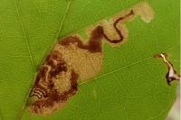 Stigmella tityrella