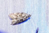 Cnephasia