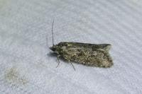 Cnephasia