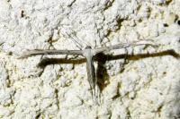 Emmelina monodactyla