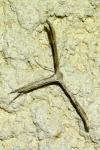Emmelina monodactyla
