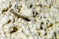 Plutella xylostella